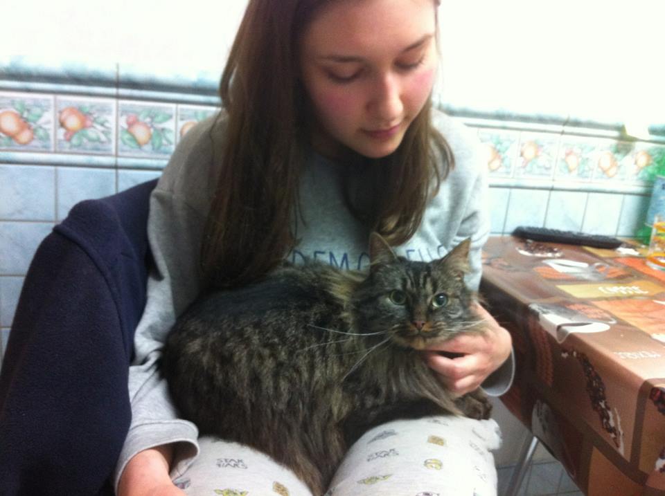 Au Chat Zen L Arche Des Associations