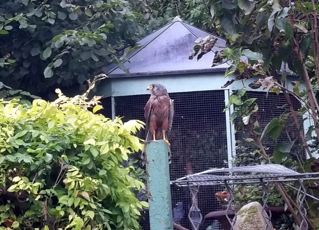 Société Protectrice Des Oiseaux Des Villes - Nadia Fontenaille