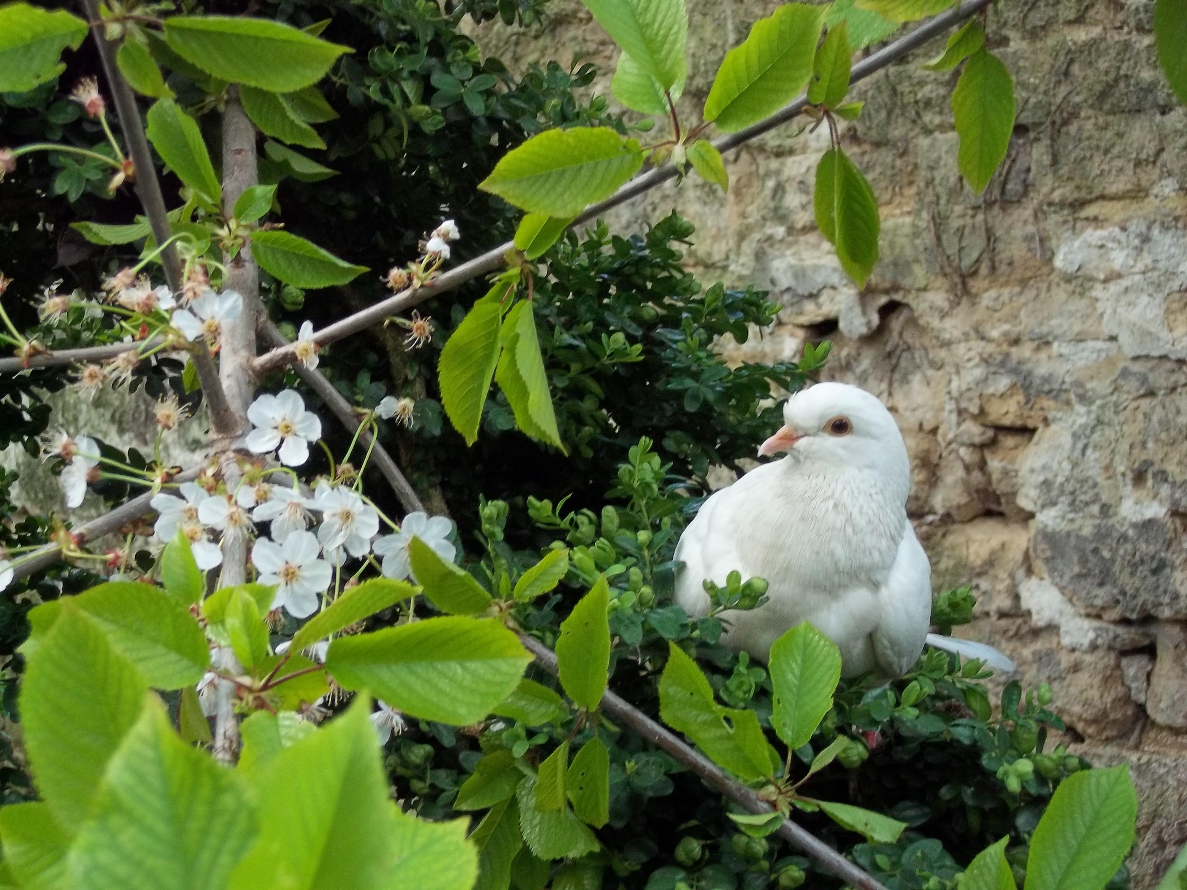 Société Protectrice Des Oiseaux Des Villes - Nadia Fontenaille