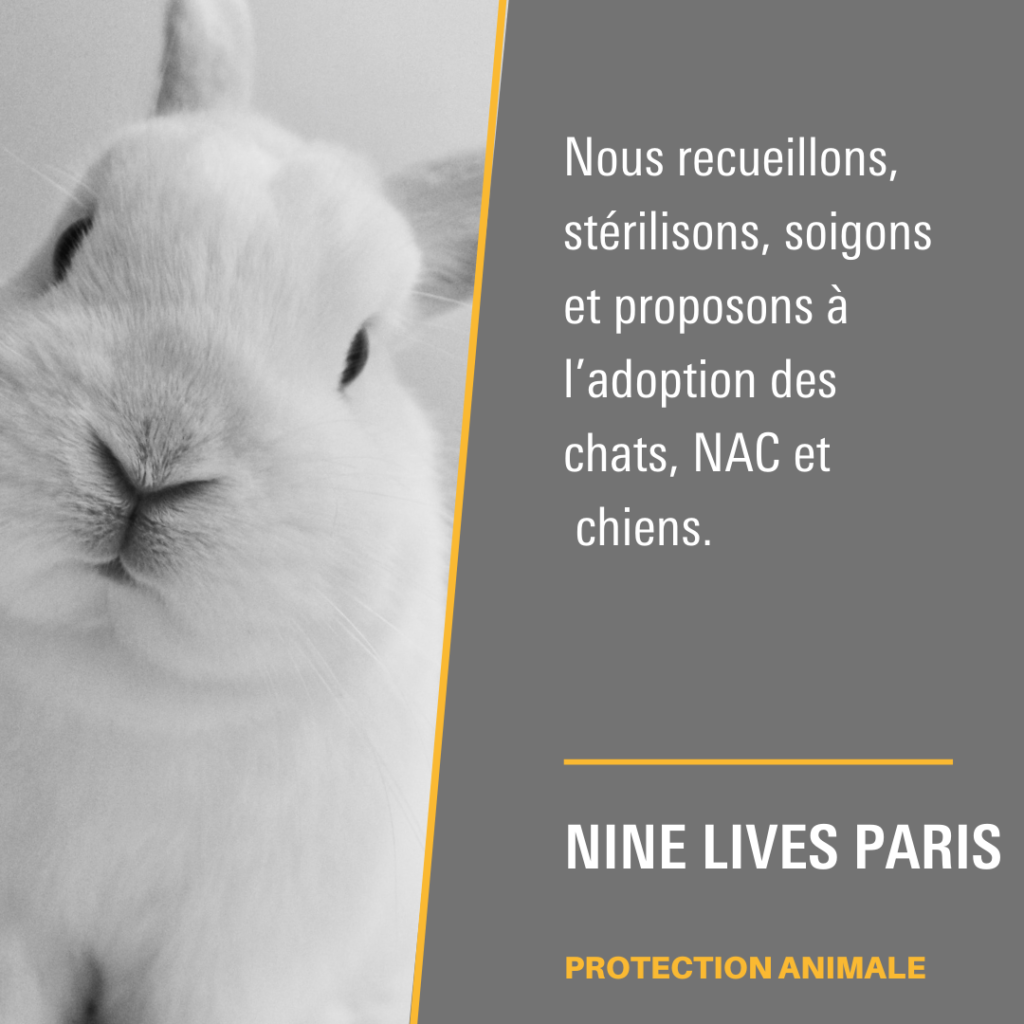 Nine Lives Paris