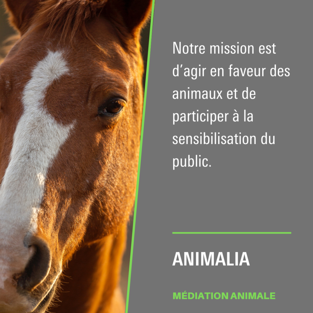 ANIMALIA - Refuge & Sanctuaire