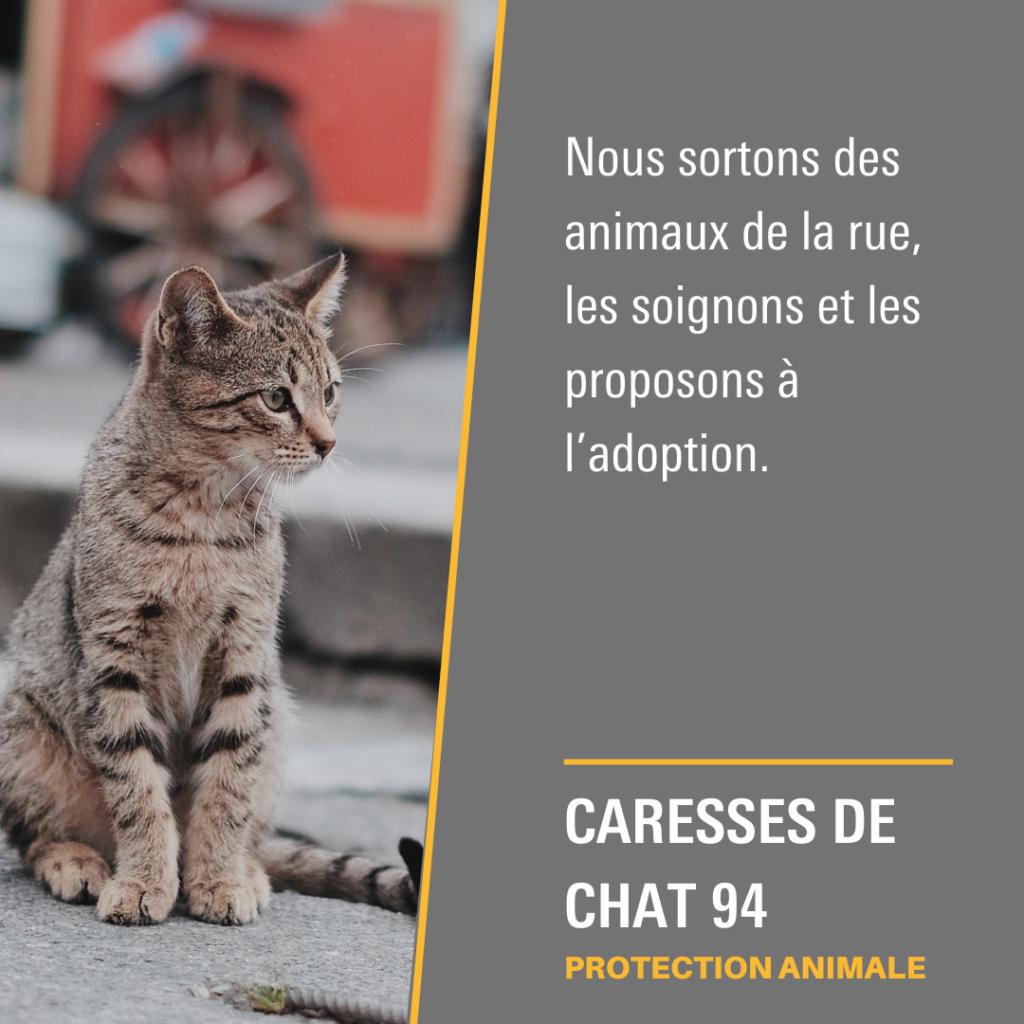 Caresses de Chat 94