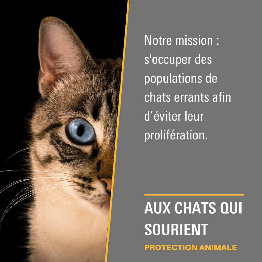 Aux chats qui sourient