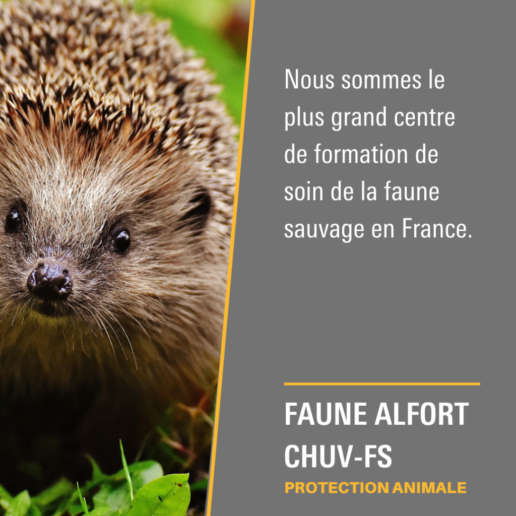 Faune Alfort