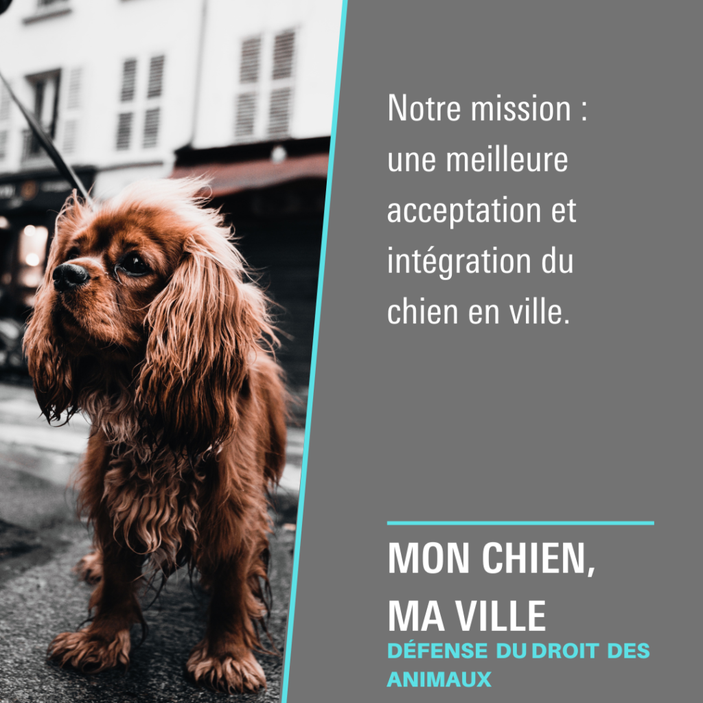 Mon Chien, Ma Ville