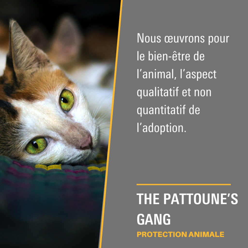 The Pattoune's Gang
