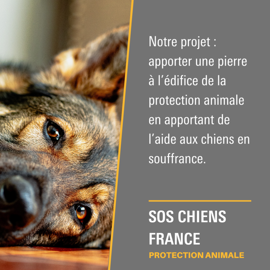 Sos Chiens France