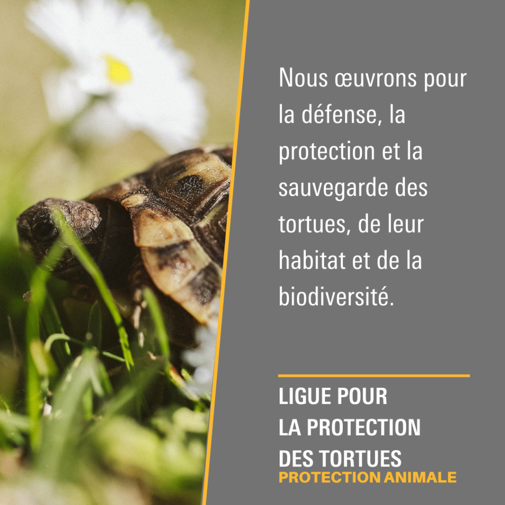 Ligue pour la Protection des Tortues