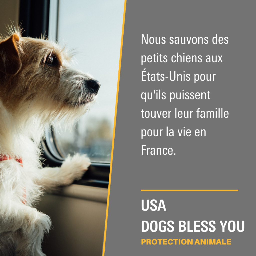 USA Dogs Bless You