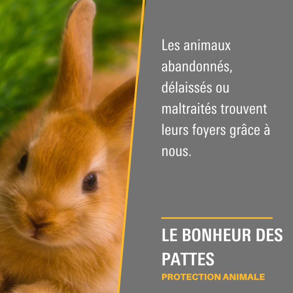 Le Bonheur Des Pattes