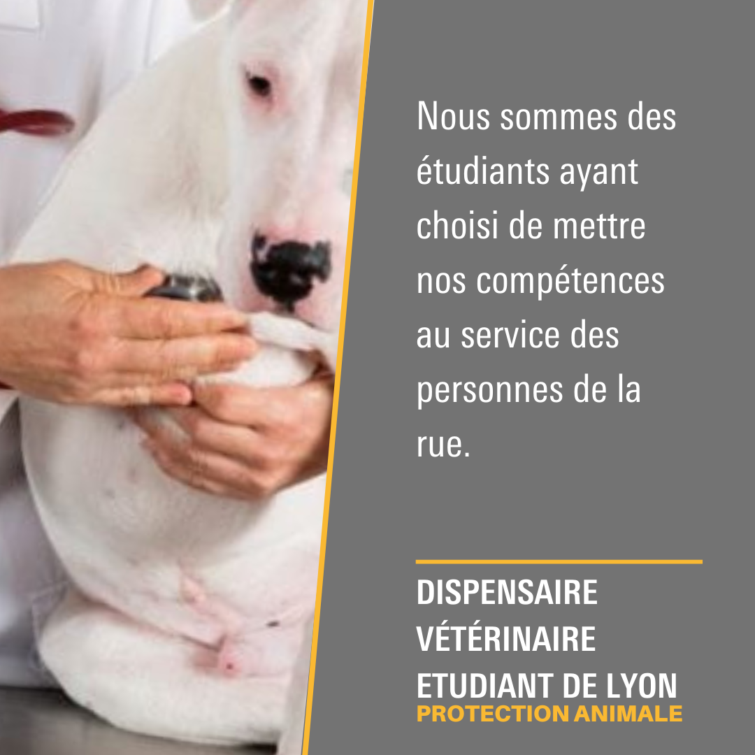 Protection Animale : Chien u2013 lu0027Arche des Associations