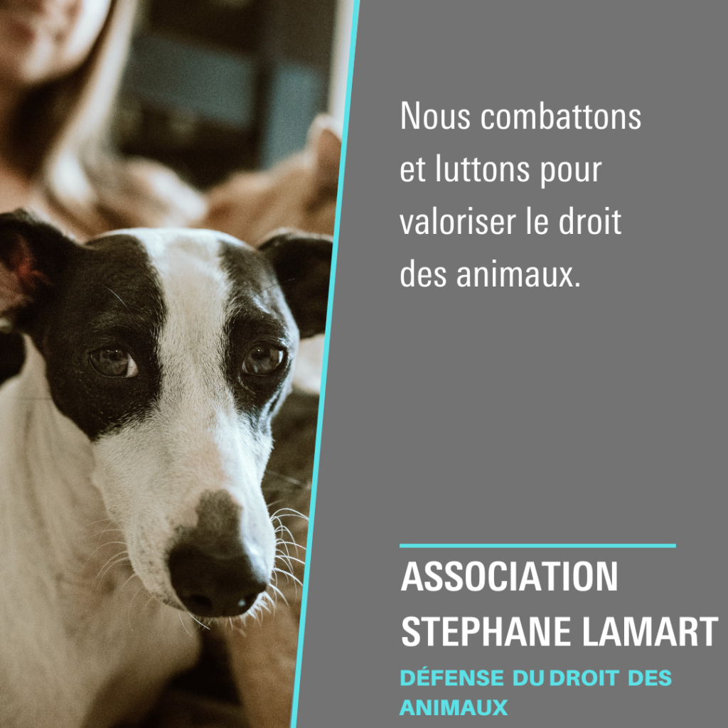 Association Stéphane Lamart