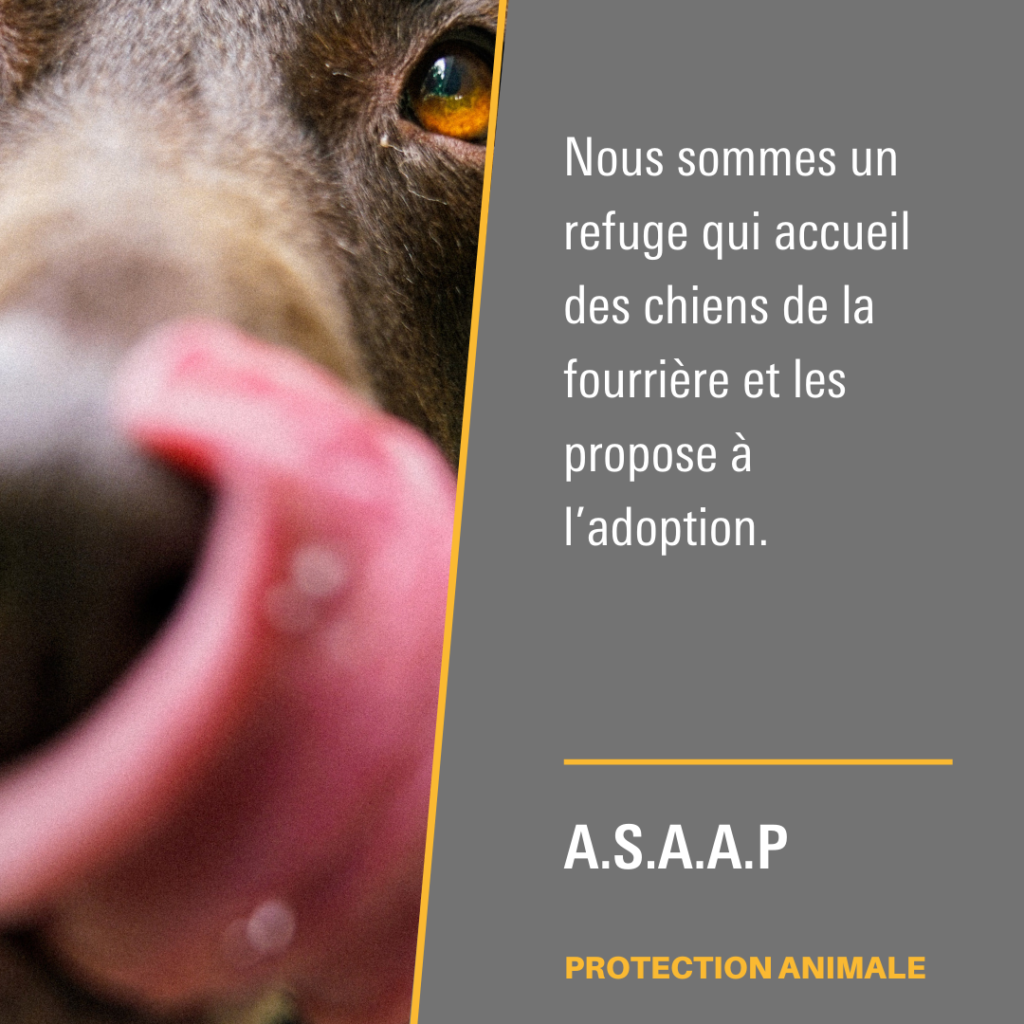 Association pour la Sauvegarde des Animaux Abandonnés et Perdus.