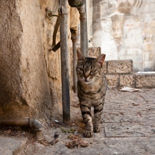 Alley_Cat,_Jerusalem