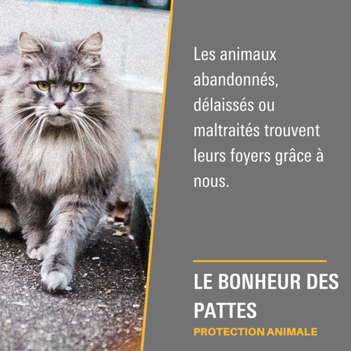 Le bonheur des pattes