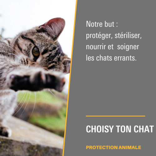 Choisy ton chat